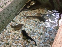 -荣德灶台鱼(圣泉寺店)