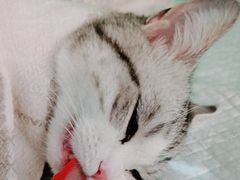 -利又安动物医院··老年病·猫科犬科·中兽医