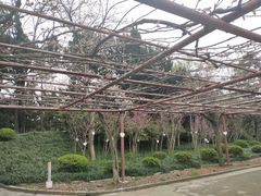 -嘉定紫藤园