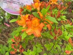 -上海鲜花港