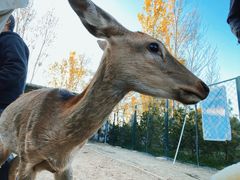 -野鸭湖国家湿地公园