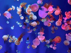 -成都浩海立方海洋公园