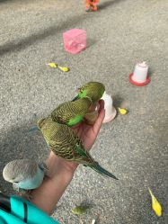 -萌宠亲子动物乐园(槐房万达店)