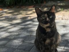 -荷风细雨·中国茶宴(碧云店)