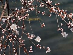 -桃花堤公园