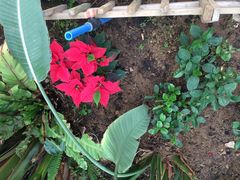 玫瑰园内拍照2-沈阳植物园