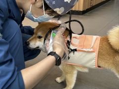 -联合动物医院(光谷诊疗中心)