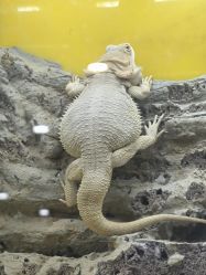 -神奇动物撸宠馆·羊驼·小浣熊·异宠(豫园店)