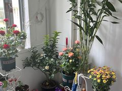 -双季花艺园艺市场(浦东店)