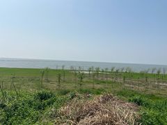 -合肥滨湖国家森林公园