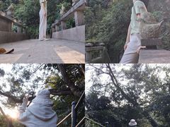 -银湖山郊野公园-相思林