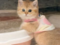 -COMMUNE·X幻师(福田COCOPark店)