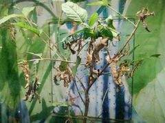 -上海大自然野生昆虫馆(东方明珠·爬宠昆虫探索中心)