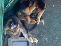 -西霞口神雕山野生动物世界