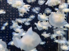 -太平洋海底世界