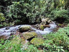 -莫里热带雨林景区