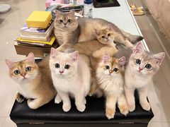 -爱侣宠医·鹦鹉专科·小型哺乳类·异宠专科(灵石路店)