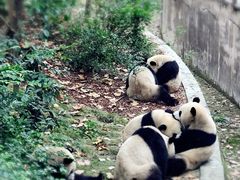 -成都大熊猫繁育研究基地