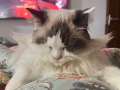 -momokira米努特·德文卷毛猫·棉花面纱犬
