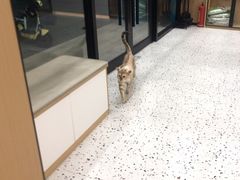 -瑞派康怡24h宠物医院·犬猫医疗中心·微创绝育(瑞景分院)