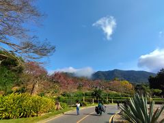 -深圳仙湖植物园