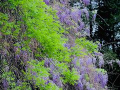 -国家植物园南园