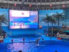 -海合安成都极地海洋公园