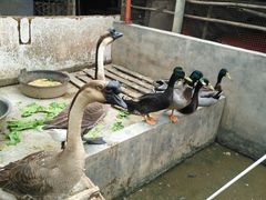 -润记农家菜