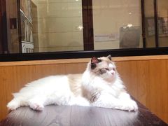 -滚猫咖啡·猫咖·猫友好撸猫(未来城店)