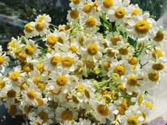 -三圣花乡旅游区