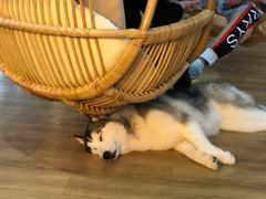 -Husky Go! 哈士奇体验馆·宠物咖啡厅狗咖