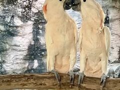 -清迈夜间动物园