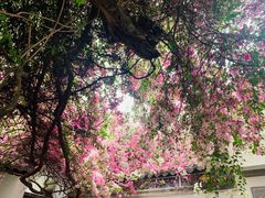 -深圳国际园林花卉博览园