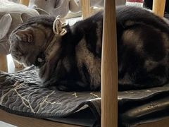 -平行世界·猫咖(首经贸店)