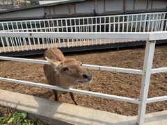 -丽泽山庄·生态怀柔菜·虹鳟鱼(红螺寺店)