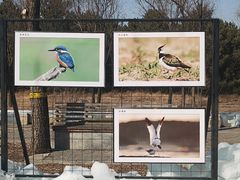 -野鸭湖国家湿地公园