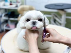 -鑫艺宠物美容培训学校