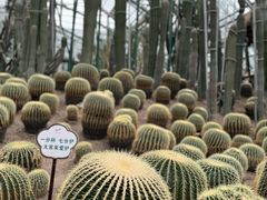 -南山植物园