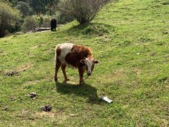 -叠溪松坪沟景区