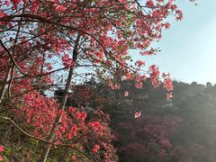 -木兰云雾山