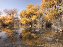 -金塔沙漠胡杨林景区