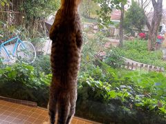 -海边的猫和咖啡馆