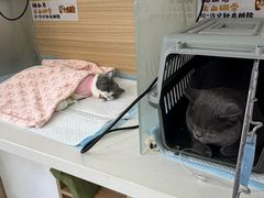 -达爱动物医院·犬猫分区·CT·复杂眼科(远洋山水分院)