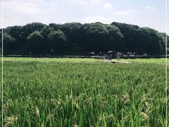 -八卦田遗址公园