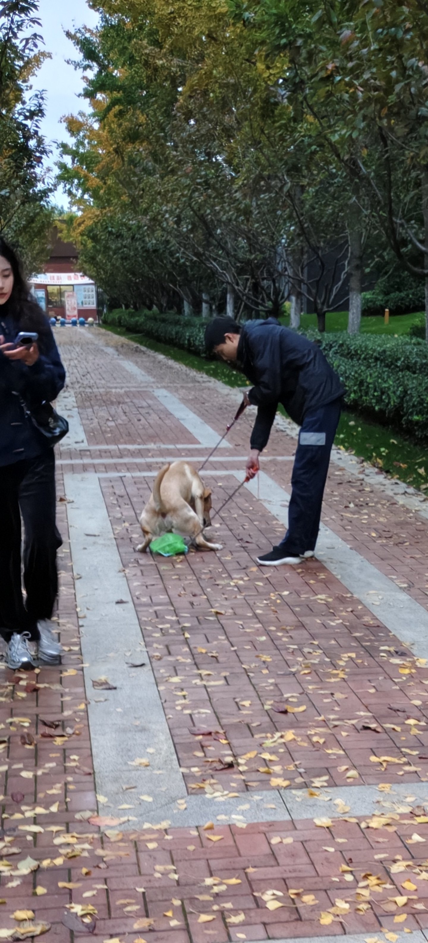 路边捡的狗算不算偷