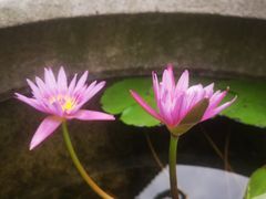 -龙潭水乡