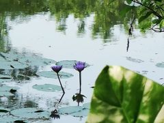 -中国科学院华南植物园