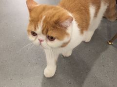 -飞行喵MR PILOT|猫舍·猫咖(静安大融城店)