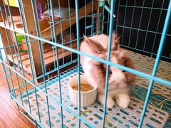 -志龙皇冠吃货椰子铺