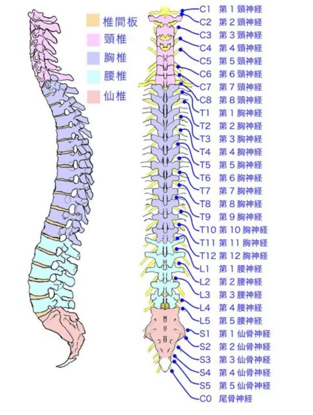 人体脊柱全息图